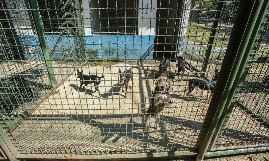 Animal resgatado pelo abrigo — momento 2